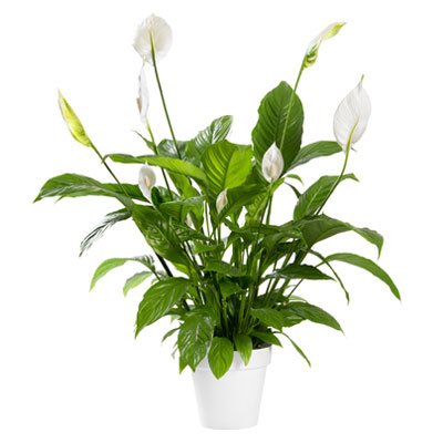 Best indoor plants include Peace Lilly