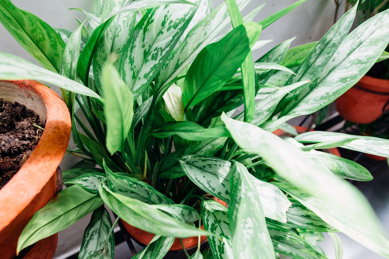Choosing the Right Indoor Plants for the Home Office