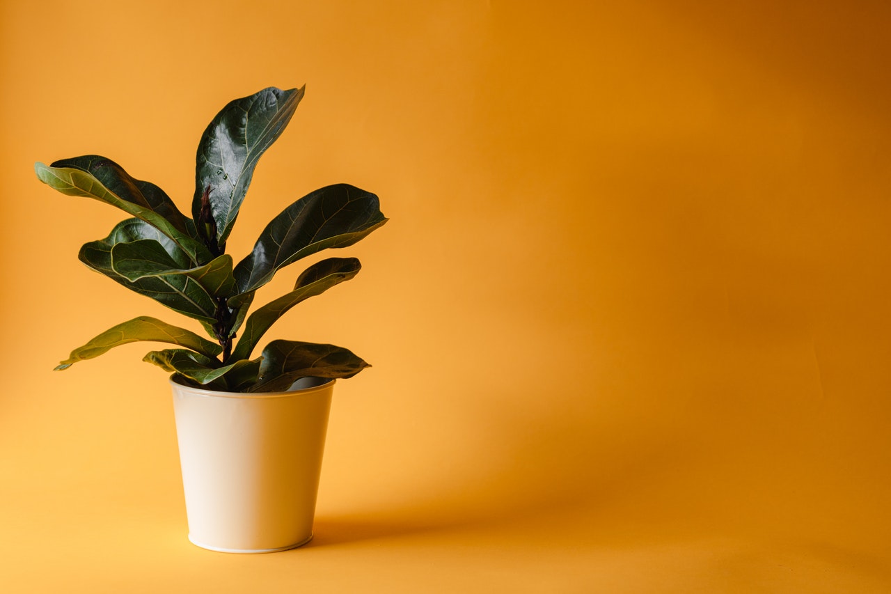 Choosing the right plant for the home office
