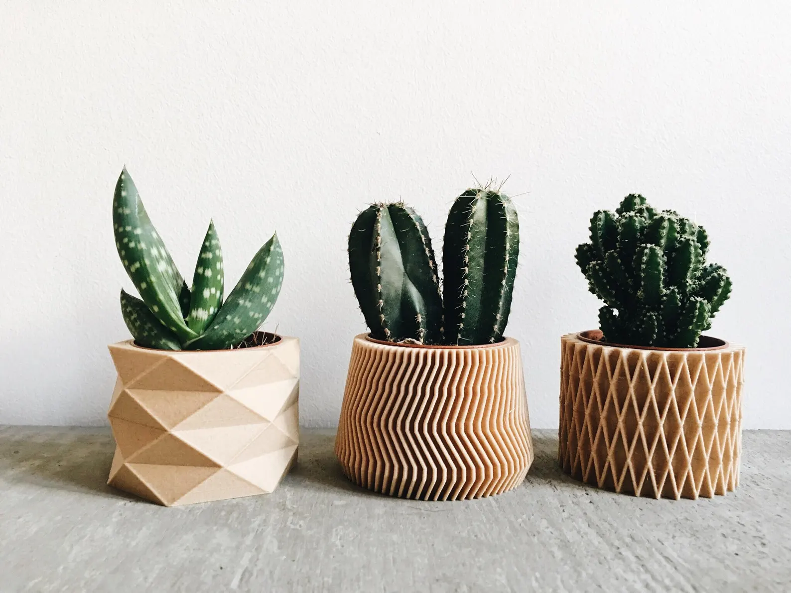 Plants in wooden indoor pots