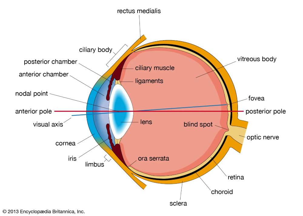 Horizontal section of the human eye